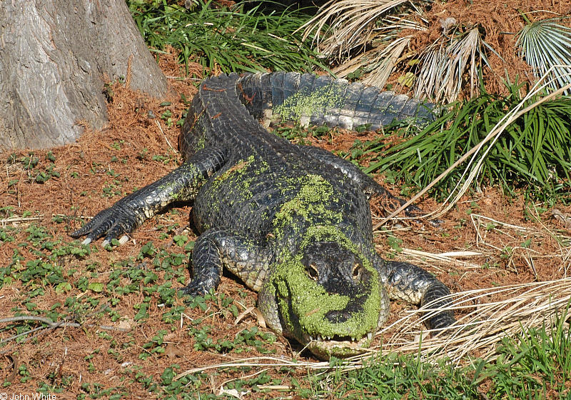 American alligator2.jpg