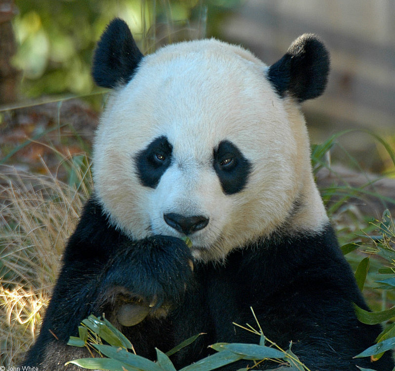 Giant Panda (Ailuropoda melanoleuca)001.jpg