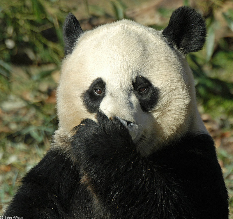 Giant Panda (Ailuropoda melanoleuca)002.jpg