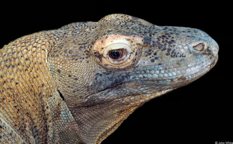 Komodo Dragon (Varanus komodoensis) close-up.jpg