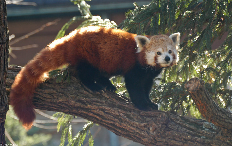 red panda.jpg