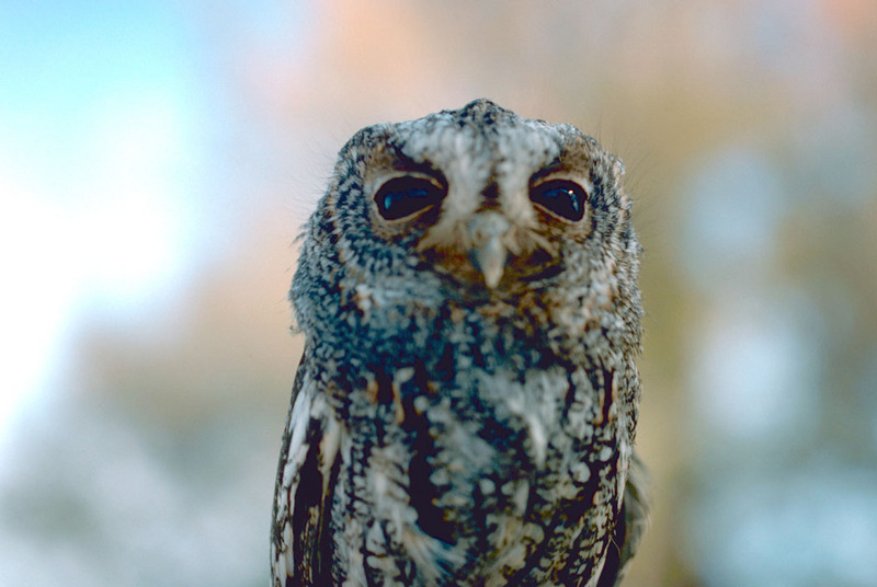 Flammulated owl.jpg