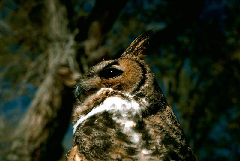 Great Horned Owl.jpg
