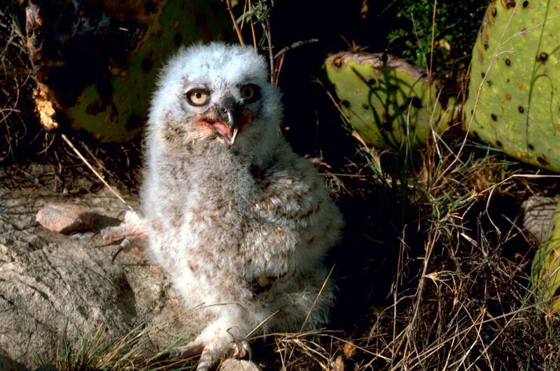 Great Horned Owl Chick.jpg