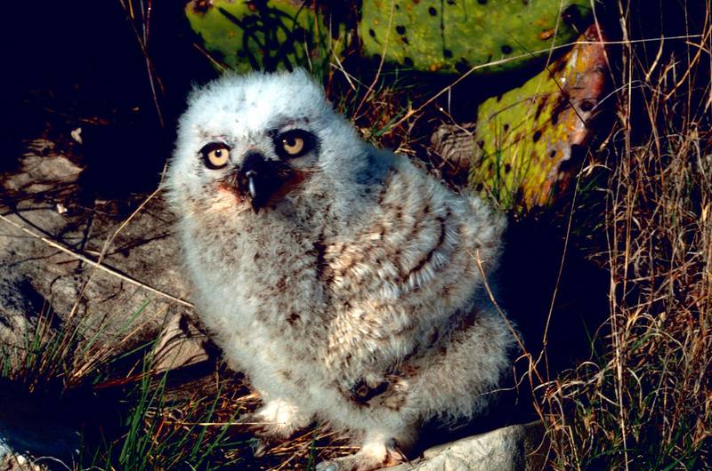Great Horned Owl Chick.jpg