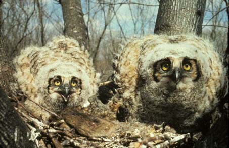 Great Horned Owl Chicks in Nest.jpg