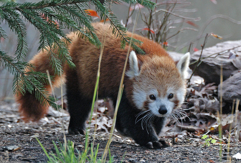 Red Panda (Ailurus fulgens)5000.jpg