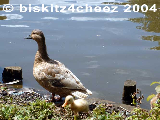 Duck ducklings.jpg