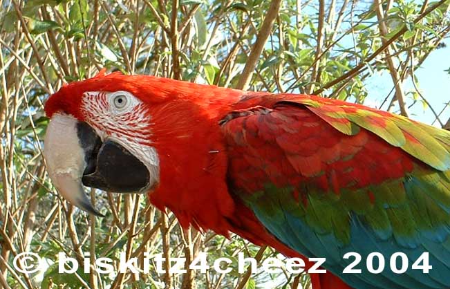 Macaw 2.jpg