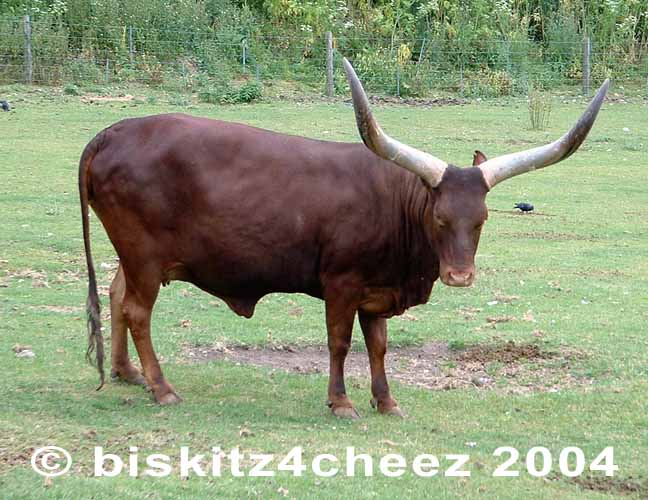 Ankole.jpg