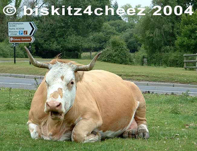 Cow.jpg