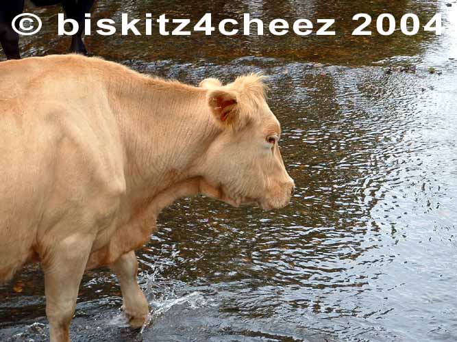 Cow water.jpg