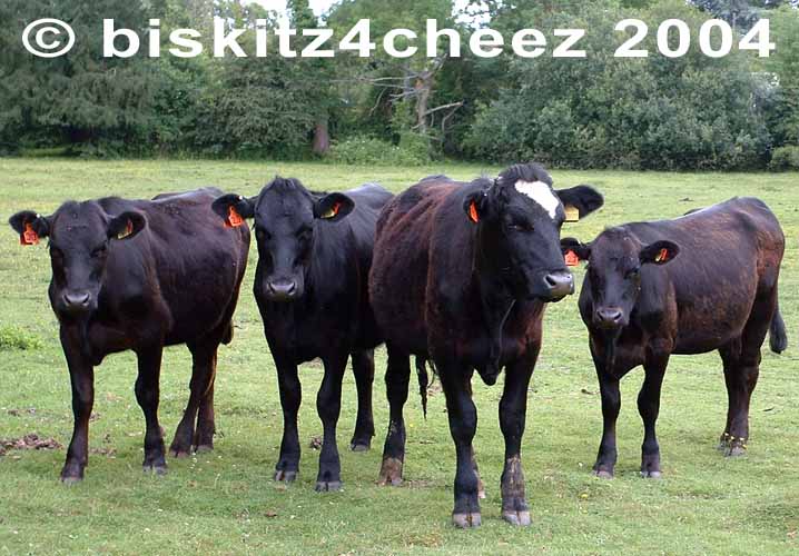 Four cows.jpg