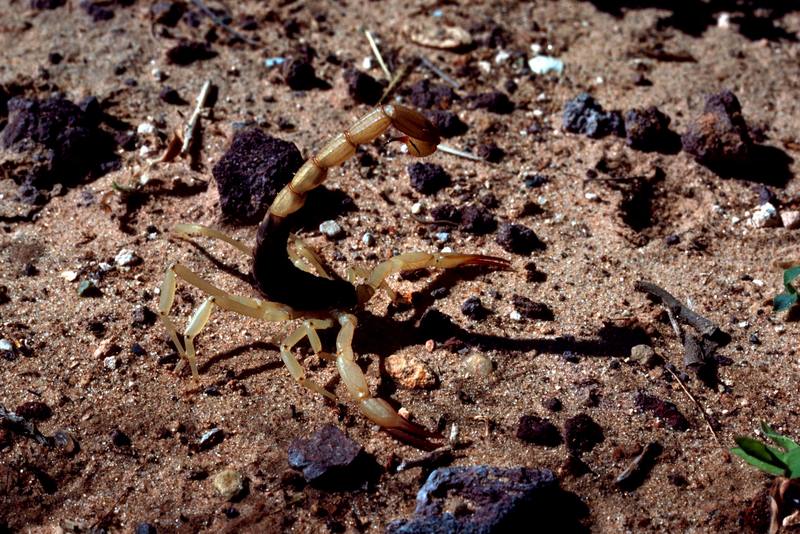 Scorpion, Arizona.jpg