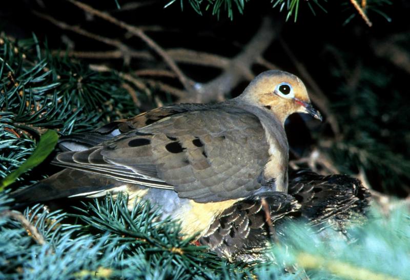 Mourning Dove and Young.jpg