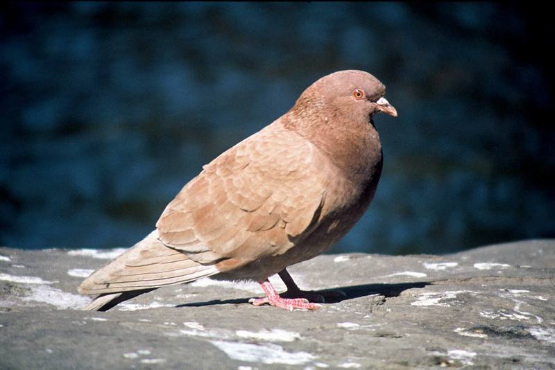 Rock Dove  (Pigeon).jpg