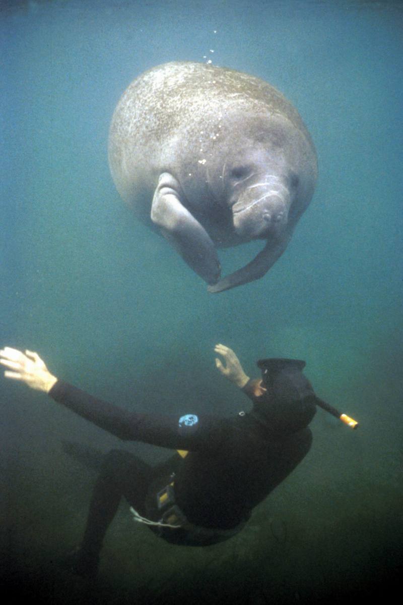 Manatee and Diver.jpg