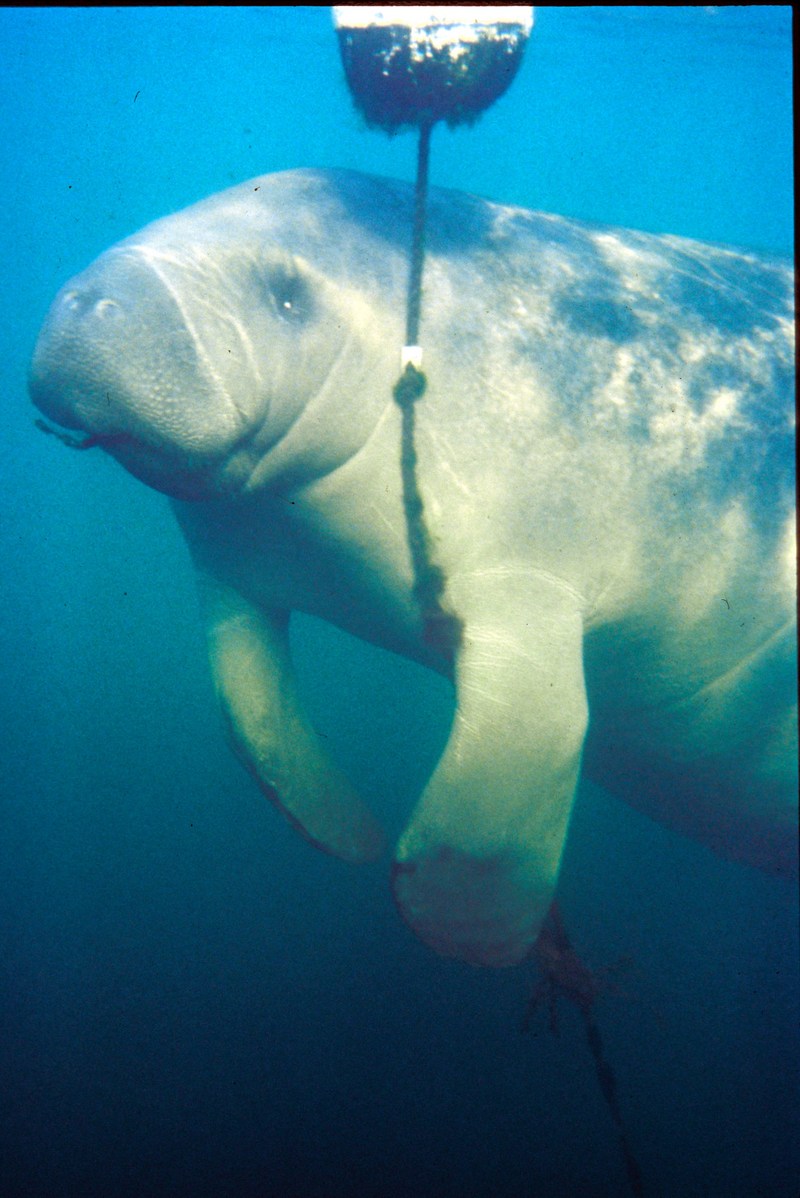 Manatee playing with crab line.jpg