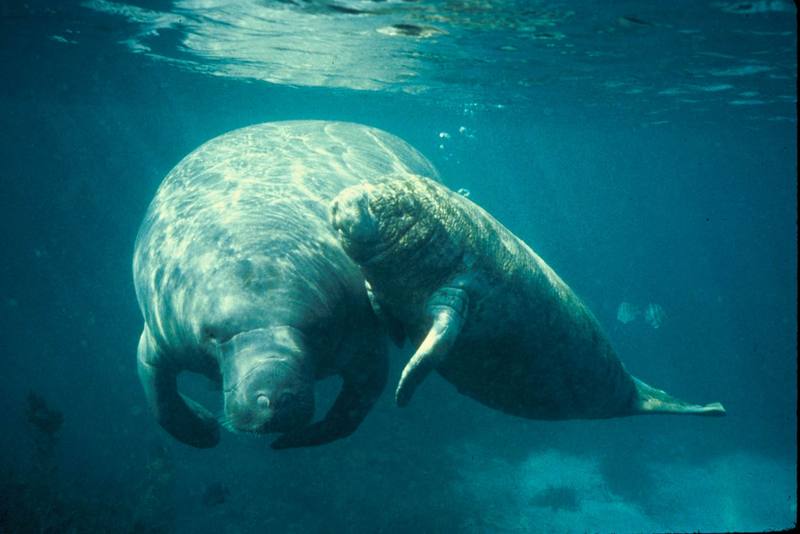 West Indian Manatee (mother and calf).jpg
