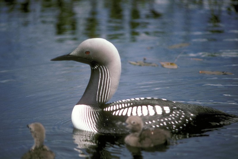 Arctic Loon and Brood on Water.jpg