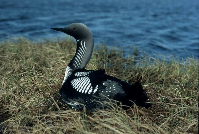 Arctic Loon or Pacific Loon on Nest.jpg