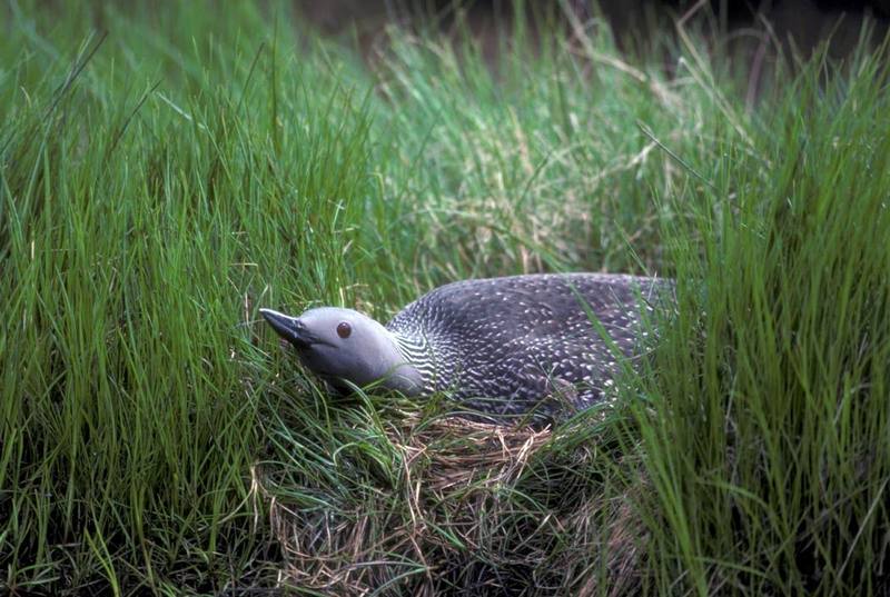 Red-throated Loon on Nest.jpg