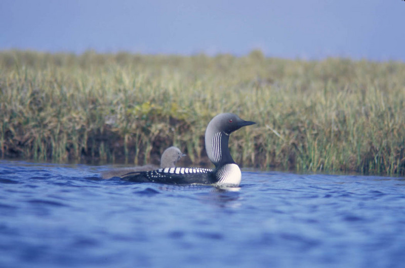 Pacific Loon or Arctic Loon and Brood.jpg