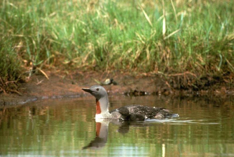 Red-throated Loon with Brood on Water.jpg