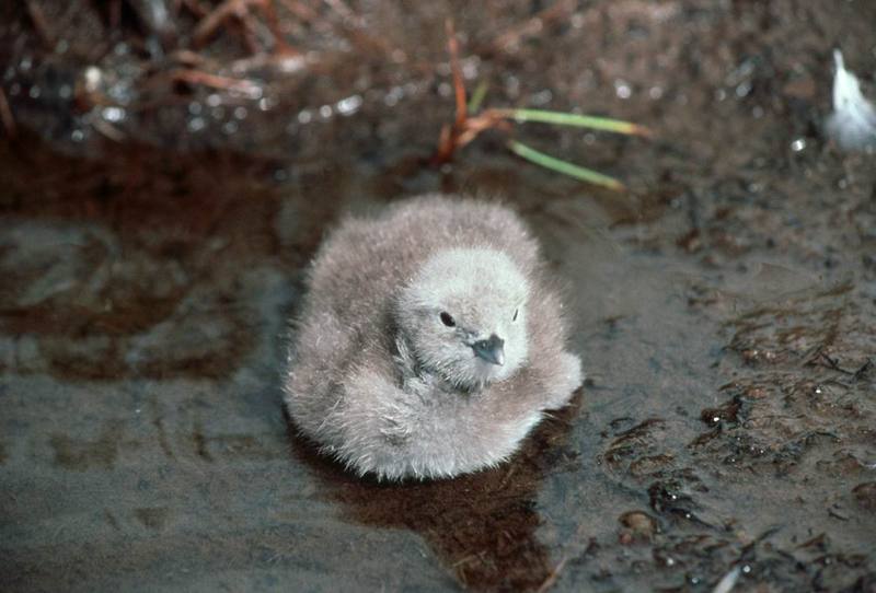Pacific Loon Chick.jpg