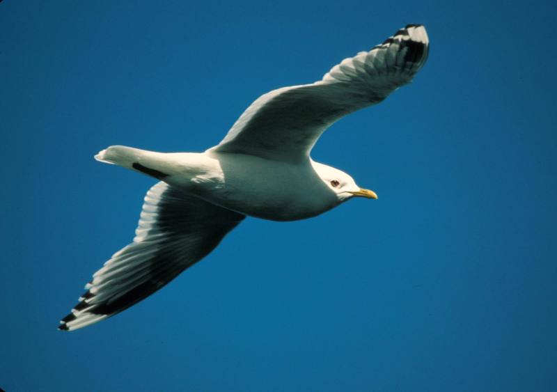 Mew Gull in Flight over Frazer Lake.jpg