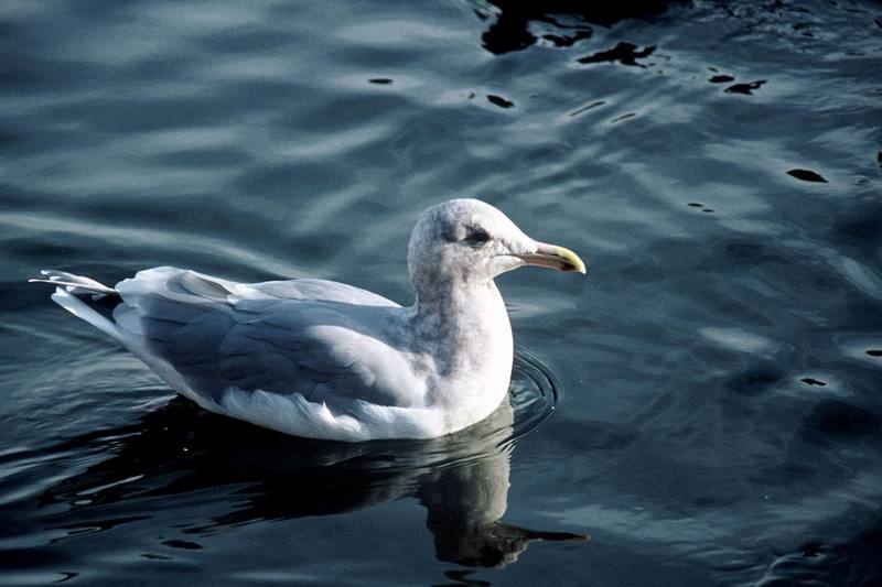 Glaucous-winged Gull.jpg