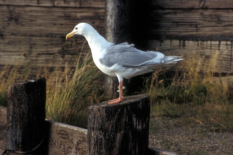 Glaucous-winged Gull.jpg