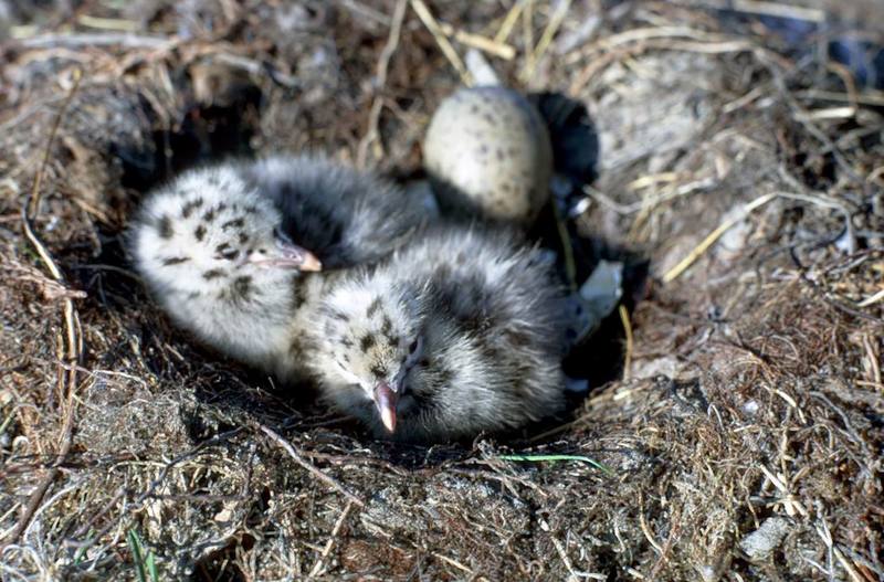 Glaucous-winged Gull Chicks in Nest.jpg