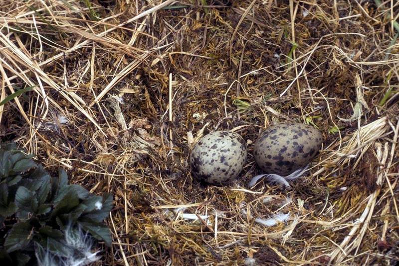 Glaucous-winged Gull Nest With Eggs.jpg
