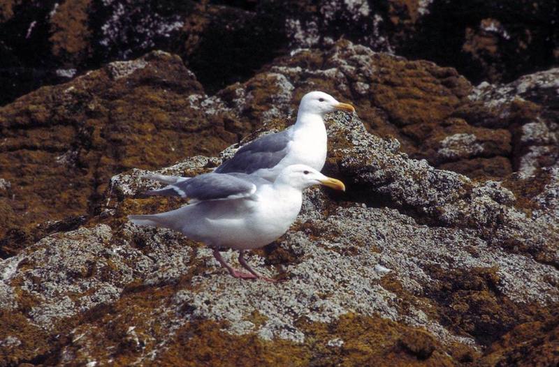 Glaucous-winged Gulls.jpg