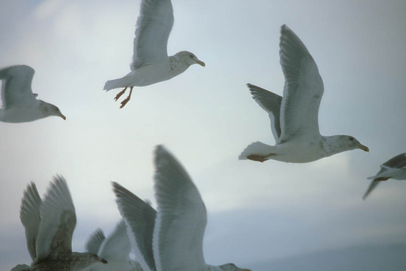 Glaucous-winged Gulls in Flight.jpg