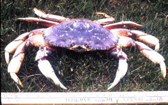 Dungeness Crab.jpg