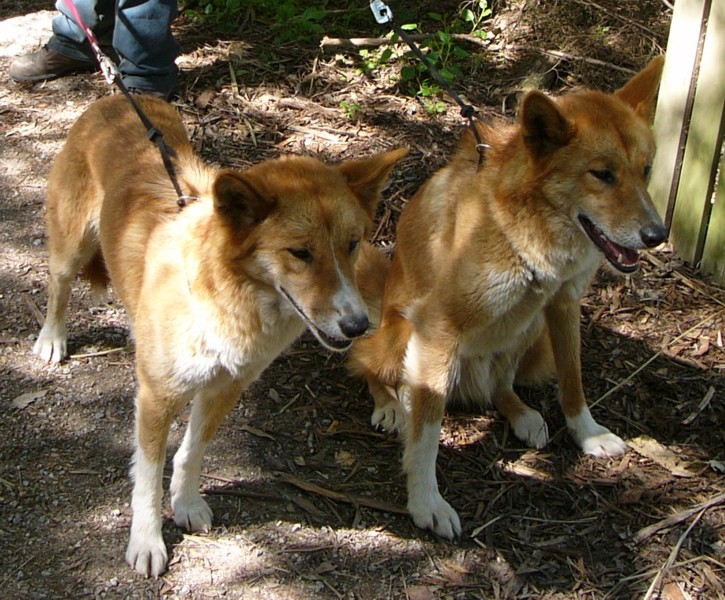 dingoes 3.jpg