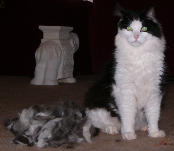 velcro fur.jpg