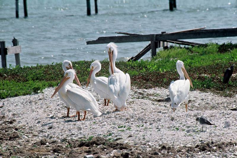 American White Pelicans.jpg