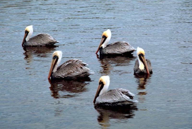 Brown Pelicans.jpg