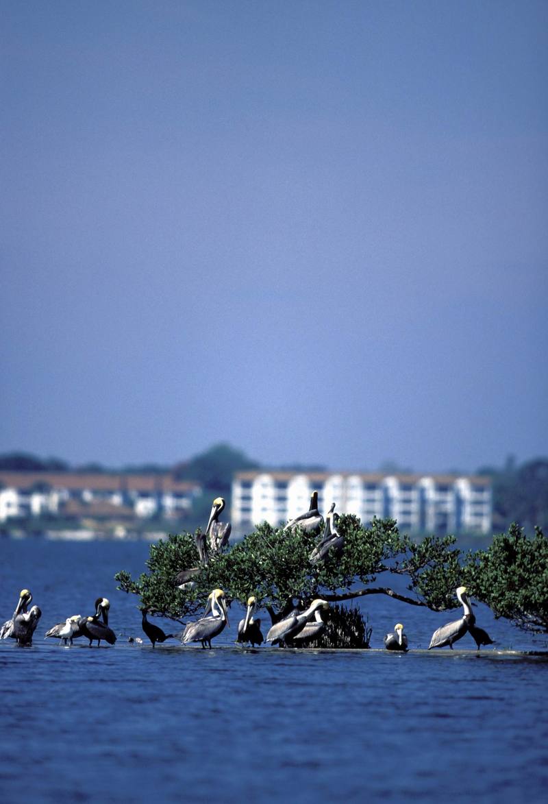 Pelican Island National Wildlife Refuge.jpg