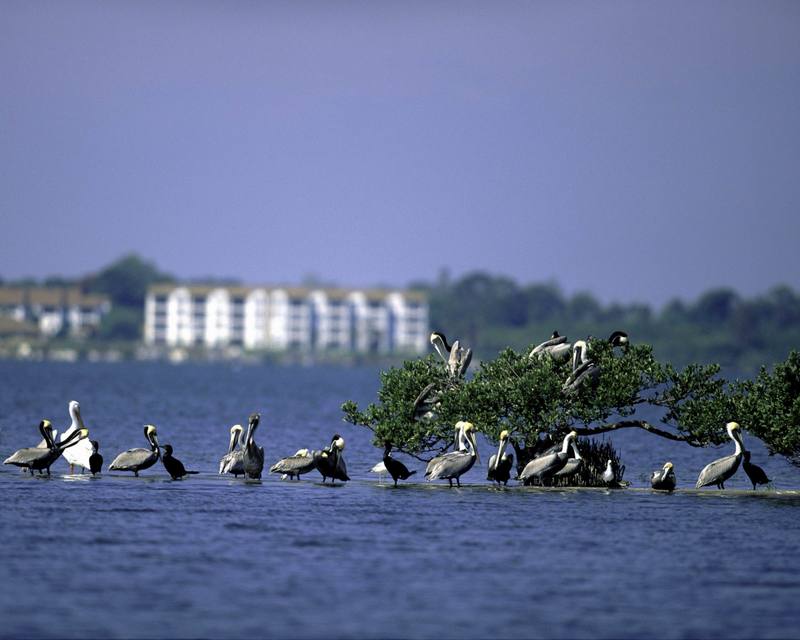 Pelican Island National Wildlife Refuge, Florida.jpg