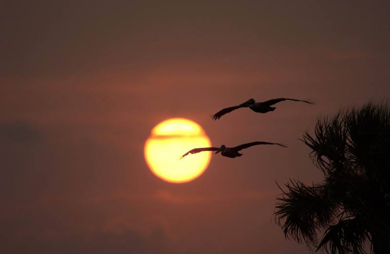 Pelicans Fly at Sunset.jpg
