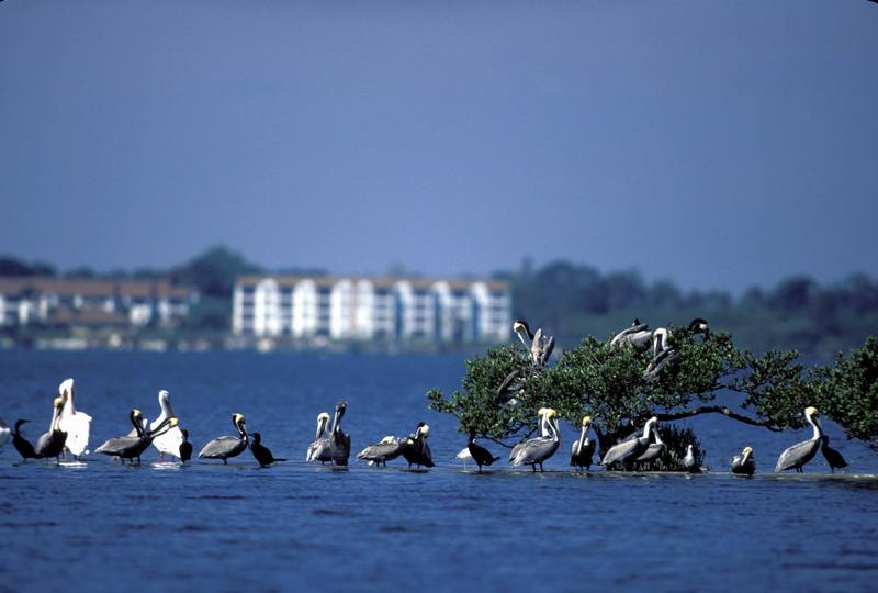 White and Brown Pelicans Gather on Pelican Island NWR.jpg
