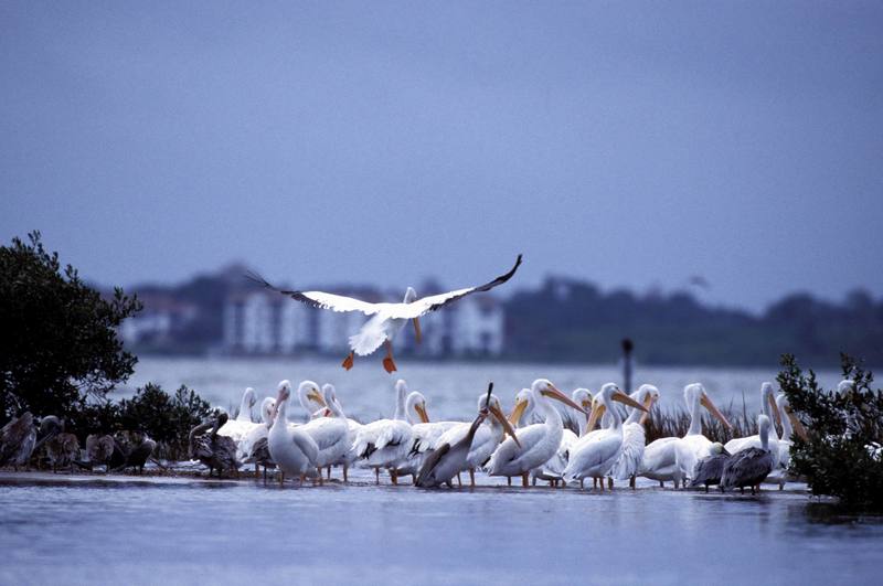 White Pelicans at Pelican Island NWR.jpg