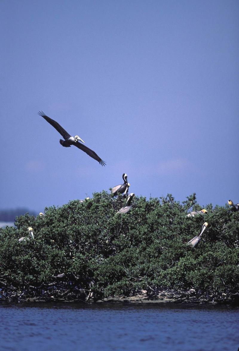 Brown Pelican Flys Over Pelican Island NWR.jpg