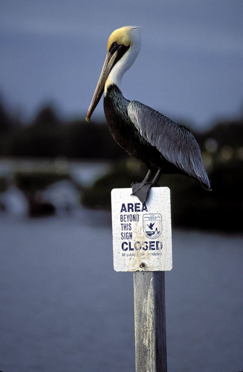 Brown Pelican Perches on Refuge Sign.jpg