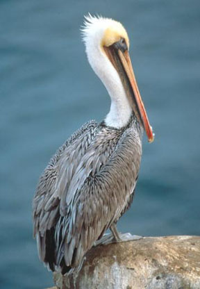 Pelican, brown (B02L).jpg