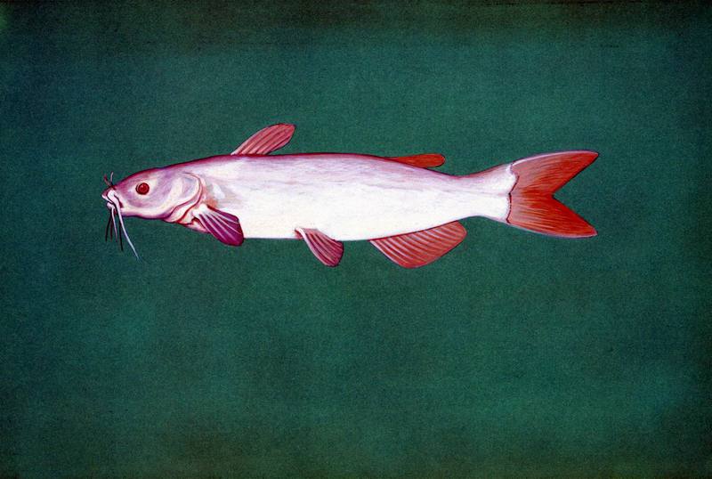 Albino channel catfish.jpg